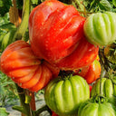 659 Wife's Gift Tomato, 5 Seeds
