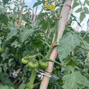 Black Steak Tomato, 100 Seeds