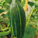 Sweet Lucky Star Pumpkin Seeds, 500 Seeds