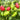 'Yanjiao No.801 Strawberry' Medium Spicy Heaven-facing Chili Hybrid, 30 Seeds