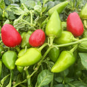 'Yanjiao No.801 Strawberry' Medium Spicy Heaven-facing Chili Hybrid, 30 Seeds