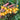 215 Kozula 139/4 Tomato, 5 Seeds