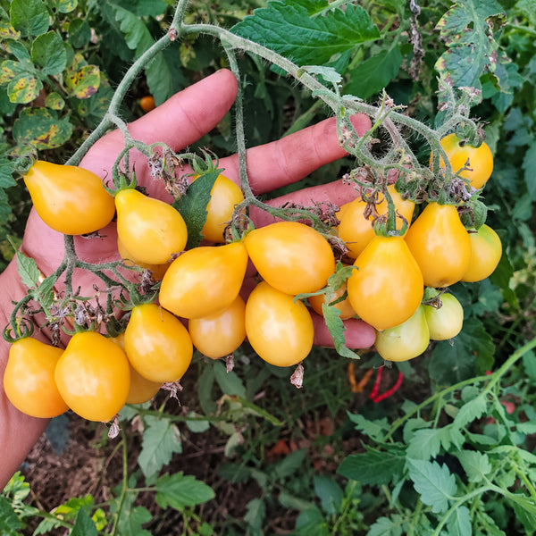 215 Kozula 139/4 Tomato, 5 Seeds