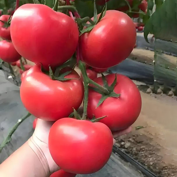 Alas No.9 Hybrid Pink Tomato Seeds, 50 Seeds
