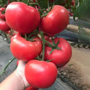 Alas No.9 Hybrid Pink Tomato Seeds, 50 Seeds