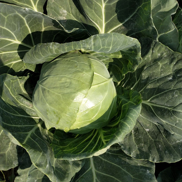 Fruit Cabbage Seeds, 2g