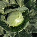 Fruit Cabbage Seeds, 2g