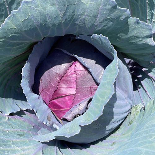 W957 Purple Wind Red Cabbage, 50 Seeds