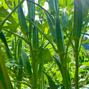 Traditional Okra Seeds, 10g