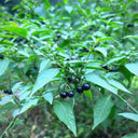 "Jinlong" Black Nightshade, 100 Seeds