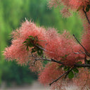 Smoke Tree Seeds, 10 Grams ≈ 80 Seeds