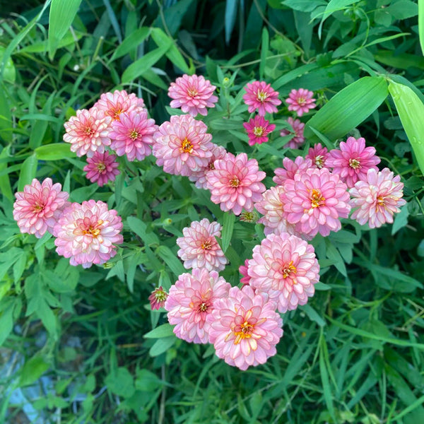 Pink Garden Zinnia Seeds, 100 Seeds