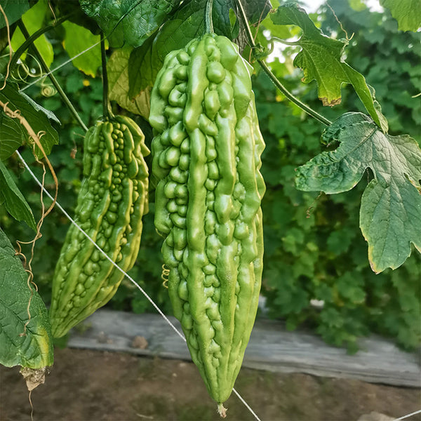 'Jiemei No.6' Bitter Gourd, 10 Seeds