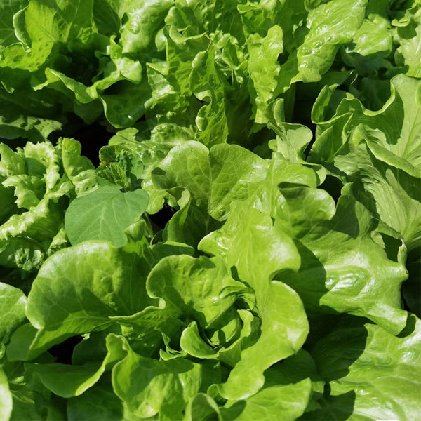 Lvmeng Lettuce Seeds, 30g