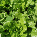 Lvmeng Lettuce Seeds, 30g