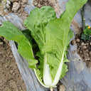 Jinmei 898 Pak Choi Seeds, 10g