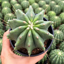 Ferocactus glaucescens f. nuda