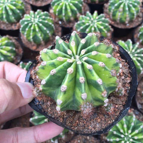 'World Map' Variegated Cactus, 3-4cm