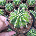 'World Map' Variegated Cactus, 3-4cm