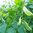 Early-maturing No.1 Hyacinth Bean Seeds, 10g