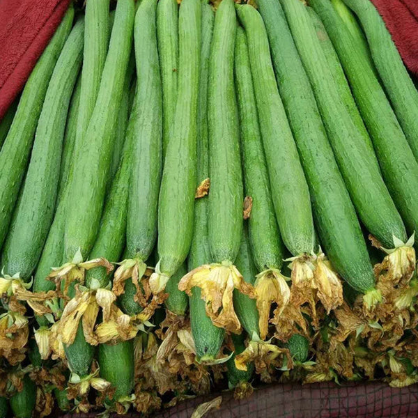 Spring-Autumn 915 Luffa Seeds, 10g