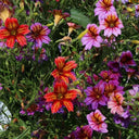 Painted Tongue Seeds, 250 Seeds