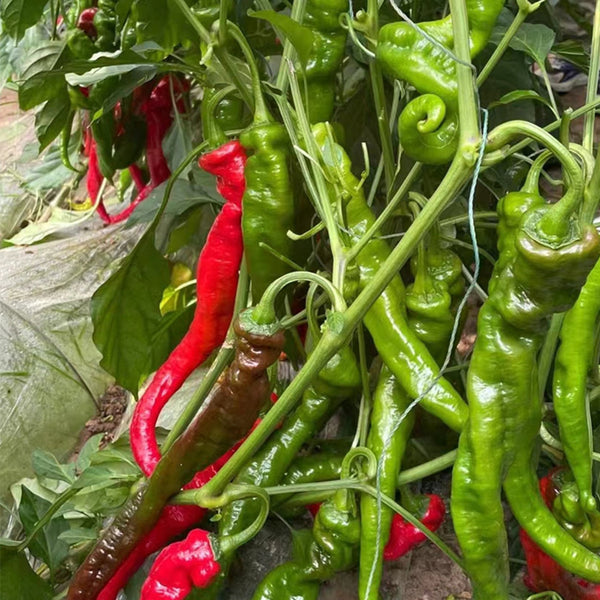 'Meinaxiang' Spiral Pepper, 30 Seeds