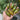 1020 Sweet Neptune Tomato, 5 Seeds