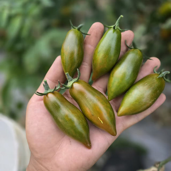 1020 Sweet Neptune Tomato, 5 Seeds