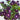 Madagascar Periwinkle, 100 Seeds