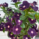 Madagascar Periwinkle, 100 Seeds