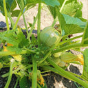 Green Pearl Zucchini Seeds, 10 Seeds