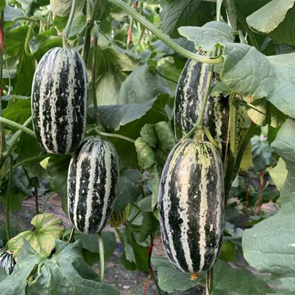 Extremely Sweet Melon Seeds