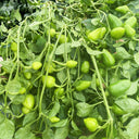 'Yanjiao No.801 Strawberry' Medium Spicy Heaven-facing Chili Hybrid, 30 Seeds