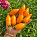 110 Blush 2.0 Tomato, 3 Seeds