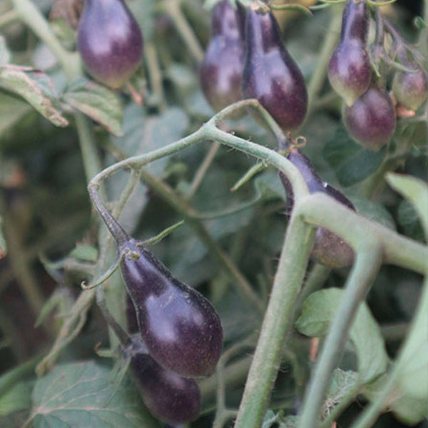 Black Key Tomato, 20 Seeds