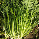 Small-leaved Potherb Mustard Seeds, 10g