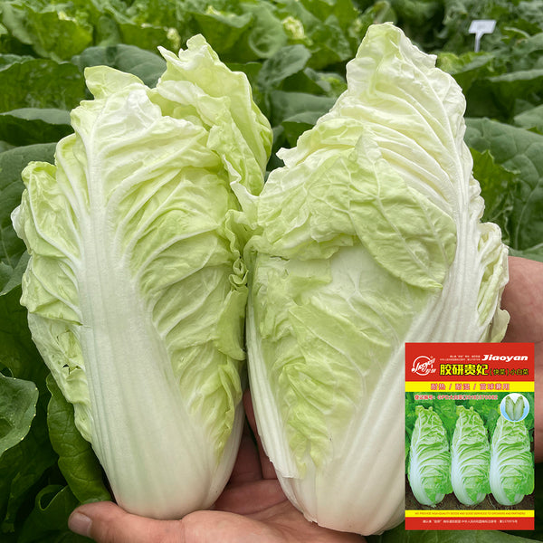 'Jiaoyan Guifei' Baby Cabbage Seeds, 10g