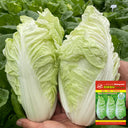 'Jiaoyan Guifei' Baby Cabbage Seeds, 10g