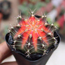 Gymnocalycium mihanovichii 'Red Variegata', 3-4cm