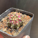 Gymnocalycium mihanovichii 'T-lux' Hybrid, 3cm