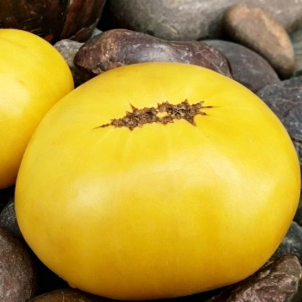 797 Golden Buddha Tomato, 5 Seeds