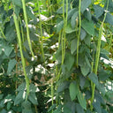 Ganzhimei Yardlong Bean Seeds, 5 × 50-seed Bags