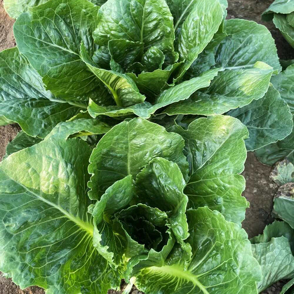 Romaine Lettuce Seeds, 10g