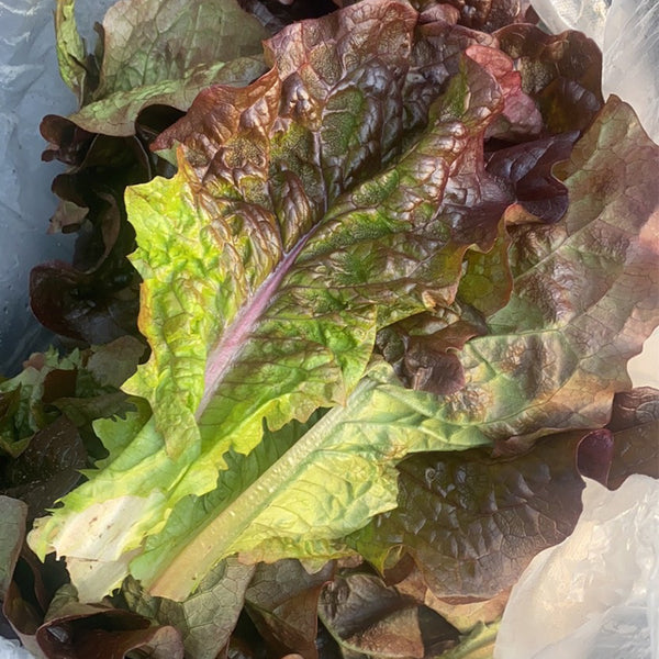 Red Loose-leaf Lettuce Seeds, 5g