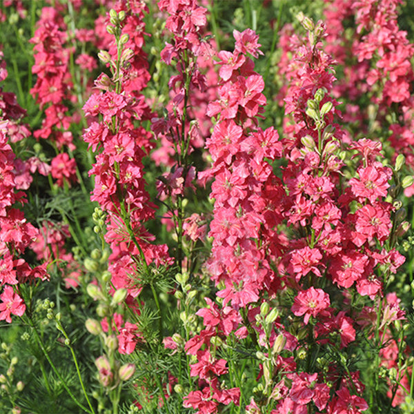 Red Rocket Larkspur, 500 Seeds