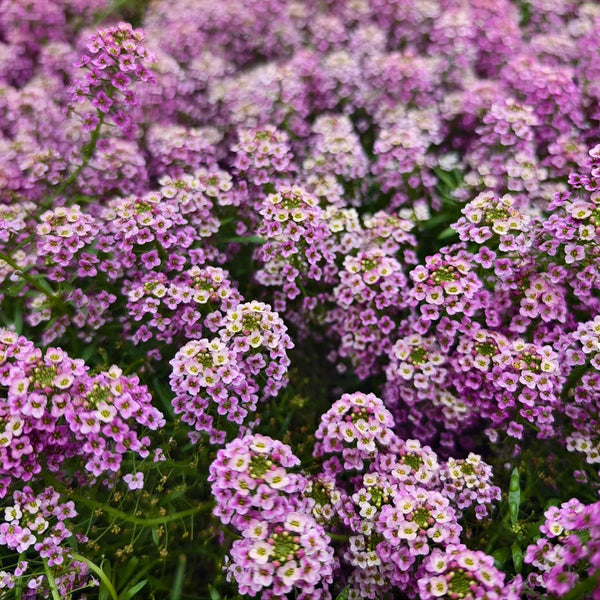 Purple Sweet Alyssum, 1g