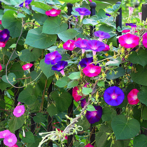 Mixed Color Morning Glory Seeds, 200 Seeds