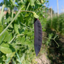 Purple-Podded Snow Pea Seeds, 10g