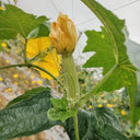 White Jade No.1 Luffa Seeds, 10g